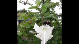 Black & yellow color Bug Eating Hibiscus white flower .  Beetle Insect Eat petals of white Hibiscus flower