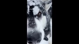 Our Alaskan Malamutes are loving the snowy freezing winter temperatures literally walking around with their snow blankets on