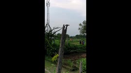 Bumblebees in  Slow Motion in garden India . bumble bee flying slow motion