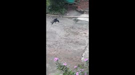 Flying black Drongo bird eating flying termites in INDIA . bird attack insects