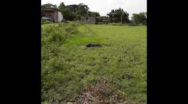 village Buffalo sleeping in the water in India . animal life