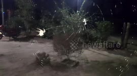 Spiders making web step by step  spider spinning its web in India