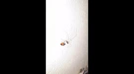 Spider catching its prey, wrapping and bug eating in India .