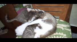 Mom cat feeding her cute kittens in Sambalpur Odisha , so cute