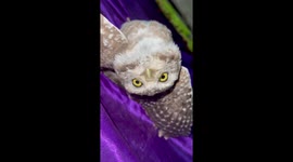 Baby Owl trying to get away with this trick of hanging upside down