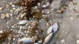 Dead fish, stinky seaweed spoils tourist season in Southern Florida