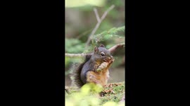 Douglas squirrel eating a pine cone in North Vancouver BC Canada