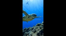 Underwater Fight: Sea Turtle vs. Clownfish in Okinawa