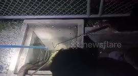 Whopping 14ft king cobra caught lurking in sewer pipe
