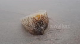 Squishy-looking marine animal found crawling on Thai beach
