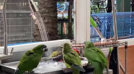 Pet parrots swim and take shower on kitchen sink