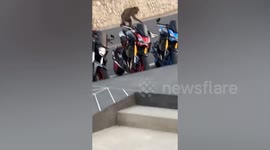 Wild monkey shakes motorcycle in front of shocked riders