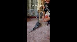 Clever cockatiel yells at housemaid when she tries to take its food away *HILARIOUS ANGRY BIRD*