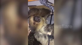 Meet the couple who owns three pet sloths who love snuggling and painting