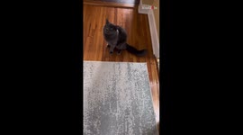 Cat's superquick switch-up teaches owner to never judge a book by its cover