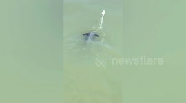 Endangered Yangtze finless porpoise seen spouting in eastern China