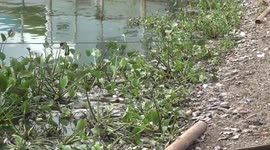 Thousands of fish carcasses wash up on shore as storm batters Indonesia