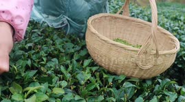 Three Gorges Early Tea In Yichang, China