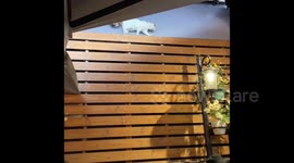 Cat-titude on the Menu: Watch as This Clever Cat Walks the Wall Above Visistors' Heads