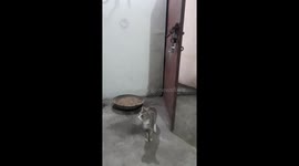 Cute pet cat attacking a Flying Insect in India . animal life