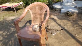 two kitten play on chair  . Cute kitten playing under the chair in India