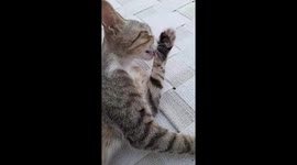 Cute cat cleaning her face in India . Cute cat cleaning her  face on the legs