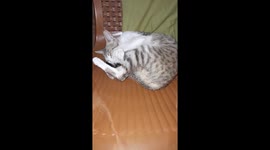 CAT CLENING TAIL .Beautiful black & white cat cleaning  her tail