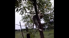 cat climbing tree . Cute funny cat climbing a big tree in india