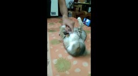 Cute beautiful Kitten playing with me in India . animal Indian cat