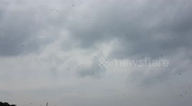 Swarm of dragonflies flying in the sky in India . Swarm of dragonflies flying in the beautiful blue sky