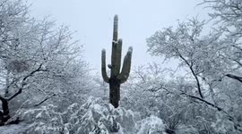 US: Snow Covers Arizona’s Desert And Mountains 2