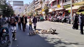 One lead to walk them all! Man takes over TEN dogs for a stroll in Tibet