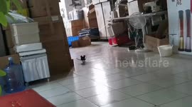 Astonished house owner finds mice combating in MMA-style grapple in China