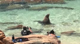 Huge Australian sea lion calmly poses for nearby snorkelers taking photos