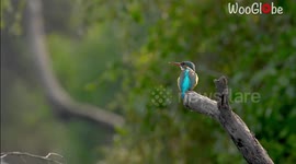 Common Kingfisher exudes serene elegance while taking flight *Slow-Motion*