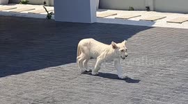 Escaped lion cub wanders around streets in Thailand