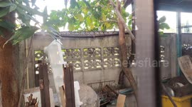Huge 10ft-long python naps on family's garden wall