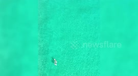 Huge bull shark swimming in waves - metres from oblivious surfers