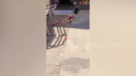 Cool cat relaxes lying down like a human outside shop