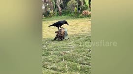 This genius crow knows how to get its thirst quenched with this simple trick!