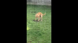 Naughty Golden Retriever puppy dog digs up garden when he thinks owner isn’t looking
