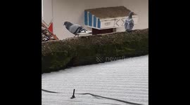 Beautiful two cute Pigeon  walking on the wall  in India . bird life
