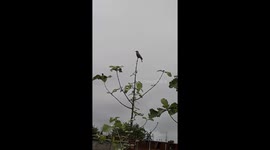 Neelkanth Bird Sitting on Tree Top . state bird of Odisha . Indian Roller Bird