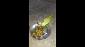 Pet cute Parrot Eating Vegetable in the floor at night time