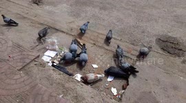 Pigeons feeding on rice . group of pigeon eating food  on the road side