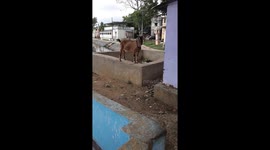 RED GOAT STENDING ON WALL IN ODISHA INDIA . ANIMAL LIFE ....