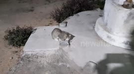 Funny Cat Torturing Innocent Lizard To Death in India . CAT VS LIZARD