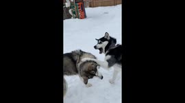 Our three Alaskan Malamutes learn through play important lessons that strengthens their relationships