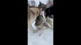 My three Alaskan Malamutes love to wrestle and play rough together in our garden
