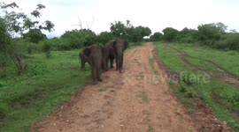 Attacking elephants escaping the string sri lanka